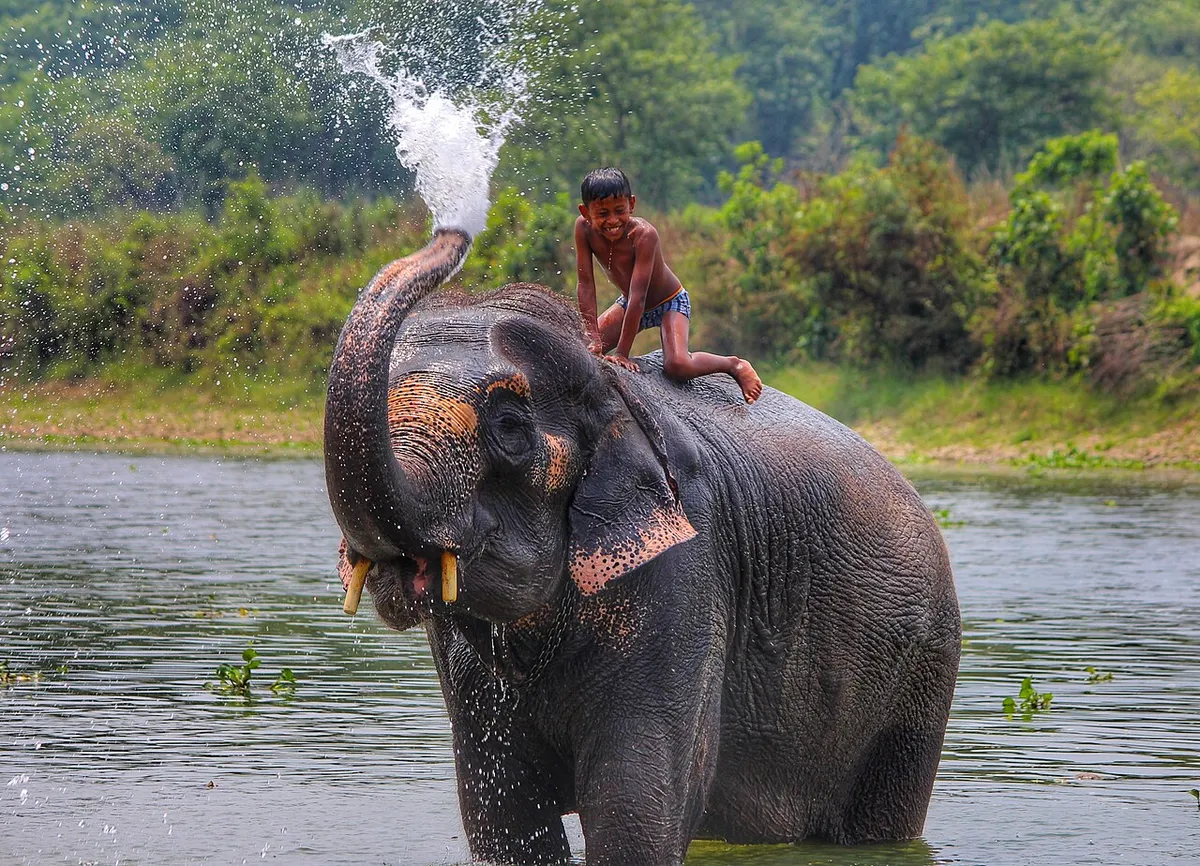 Chitwan National Park: Wildlife and Tharu Culture